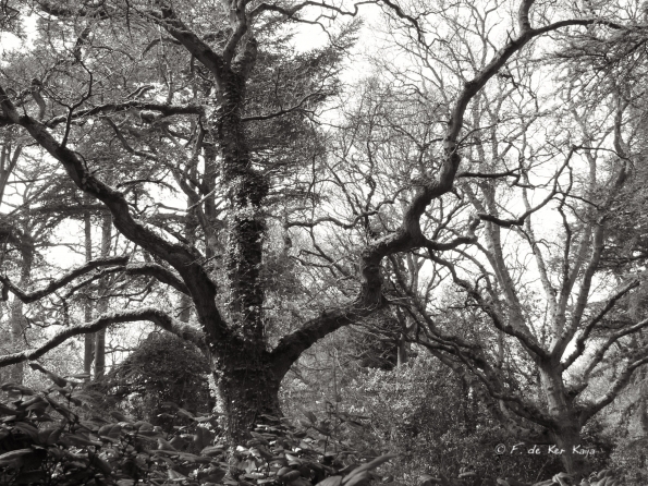 Bois des Moutiers (54) Mai 2012